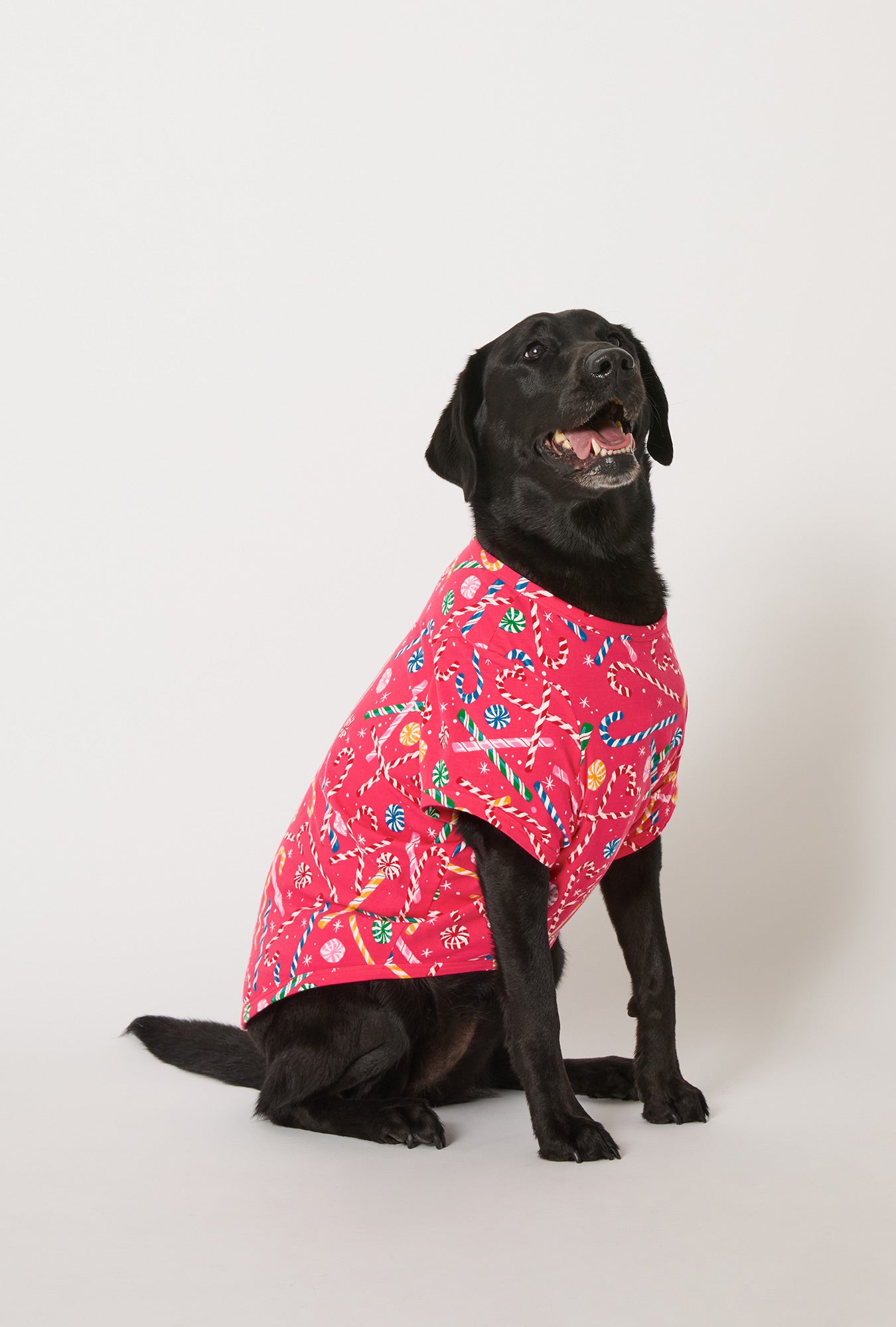 A dog wearing Peppermint Twist Stretch Jersey Dog Pajama