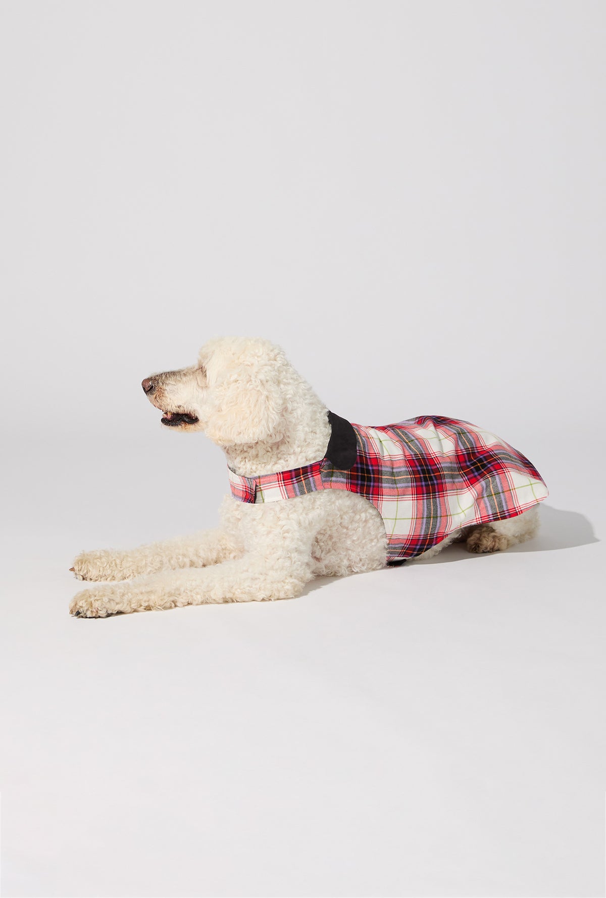 A dog wearing Equestrian Plaid Cotton Jersey Lined Woven Portuguese Flannel Dog Pajama