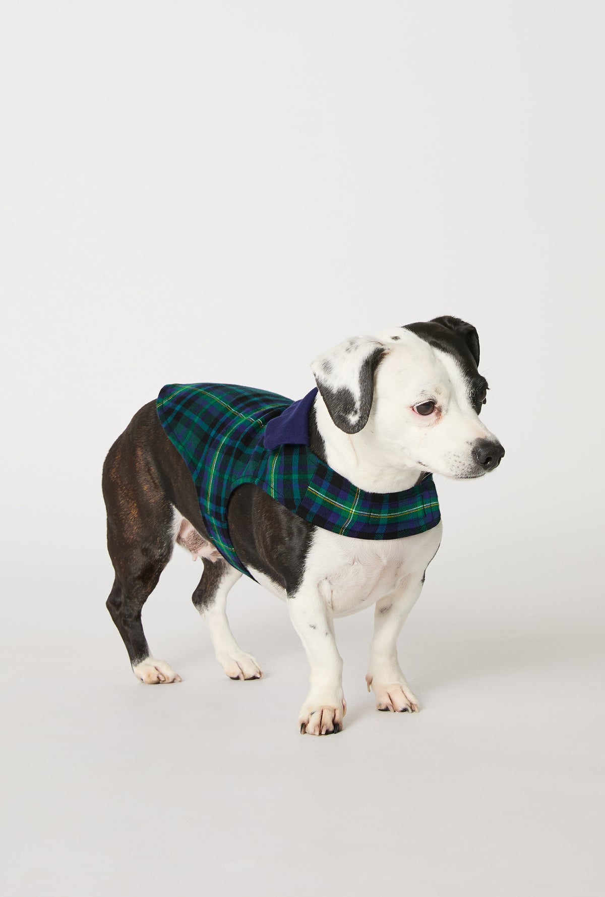 A dog wearing Walden Plaid Cotton Jersey Lined Woven Portuguese Flannel Dog Pajama