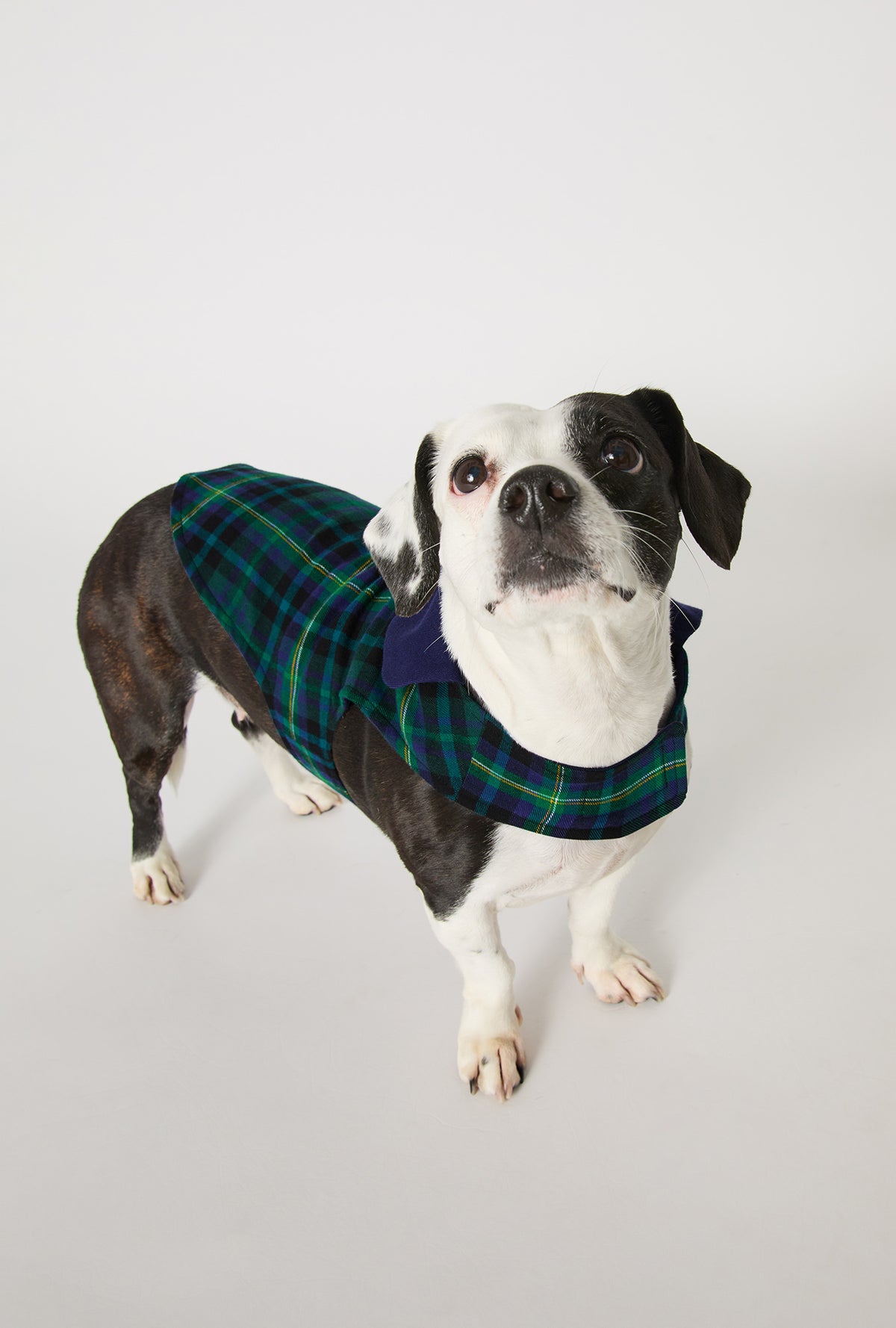 A dog wearing Walden Plaid Cotton Jersey Lined Woven Portuguese Flannel Dog Pajama