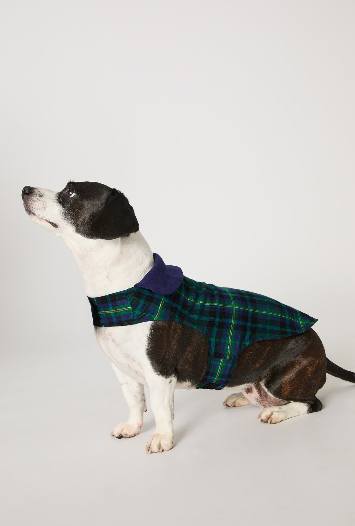 A dog wearing Walden Plaid Cotton Jersey Lined Woven Portuguese Flannel Dog Pajama