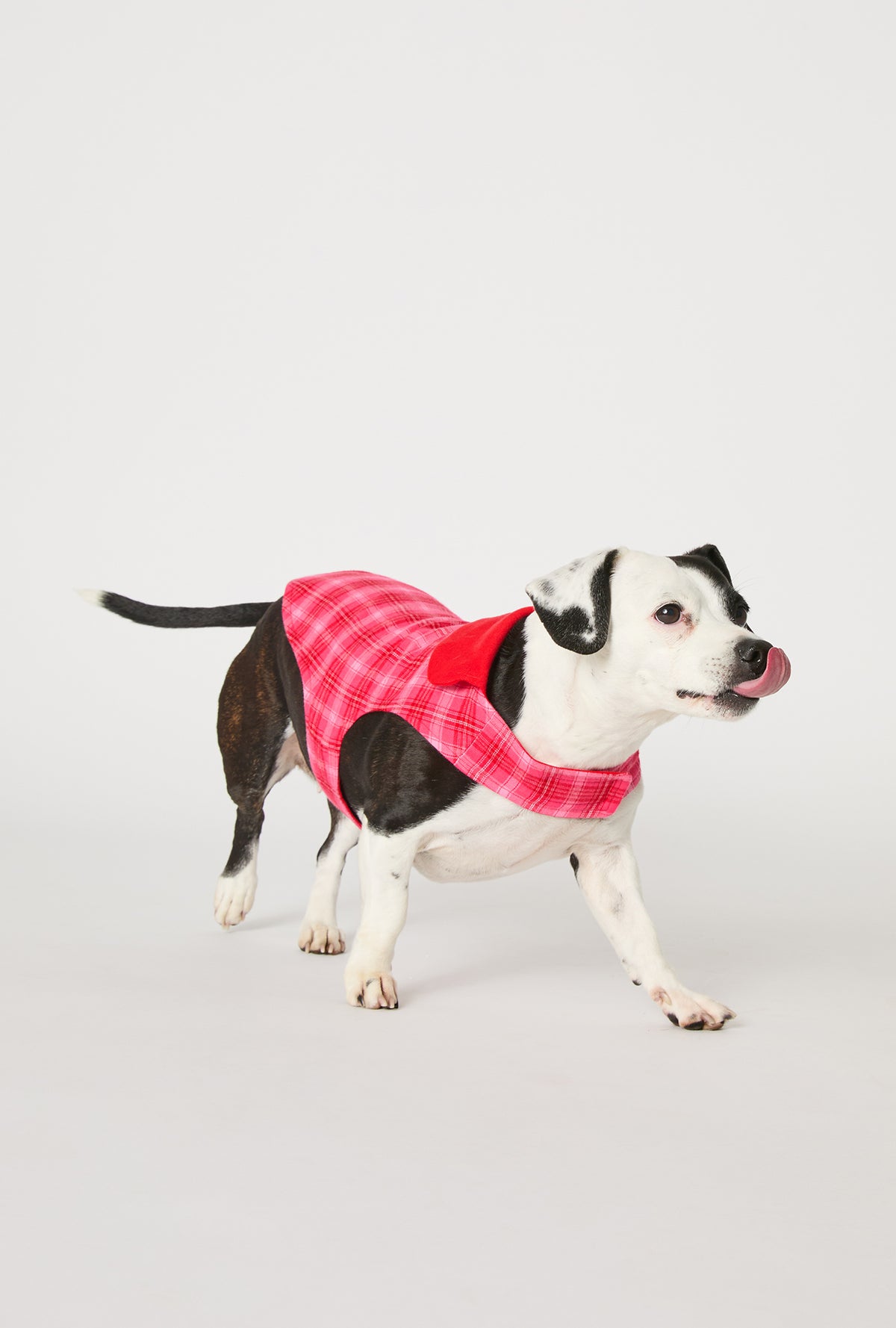 A dog wearing Wonderland Plaid Cotton Jersey Lined Woven Portuguese Flannel Dog Pajama