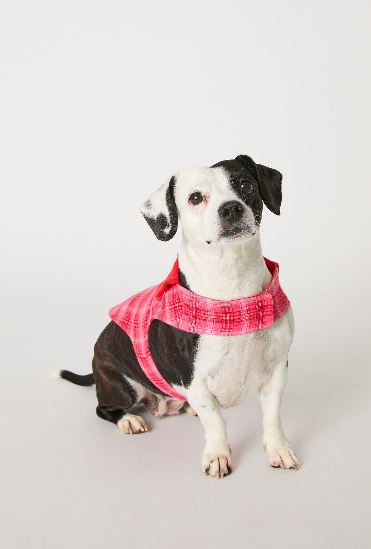 A dog wearing Wonderland Plaid Cotton Jersey Lined Woven Portuguese Flannel Dog Pajama
