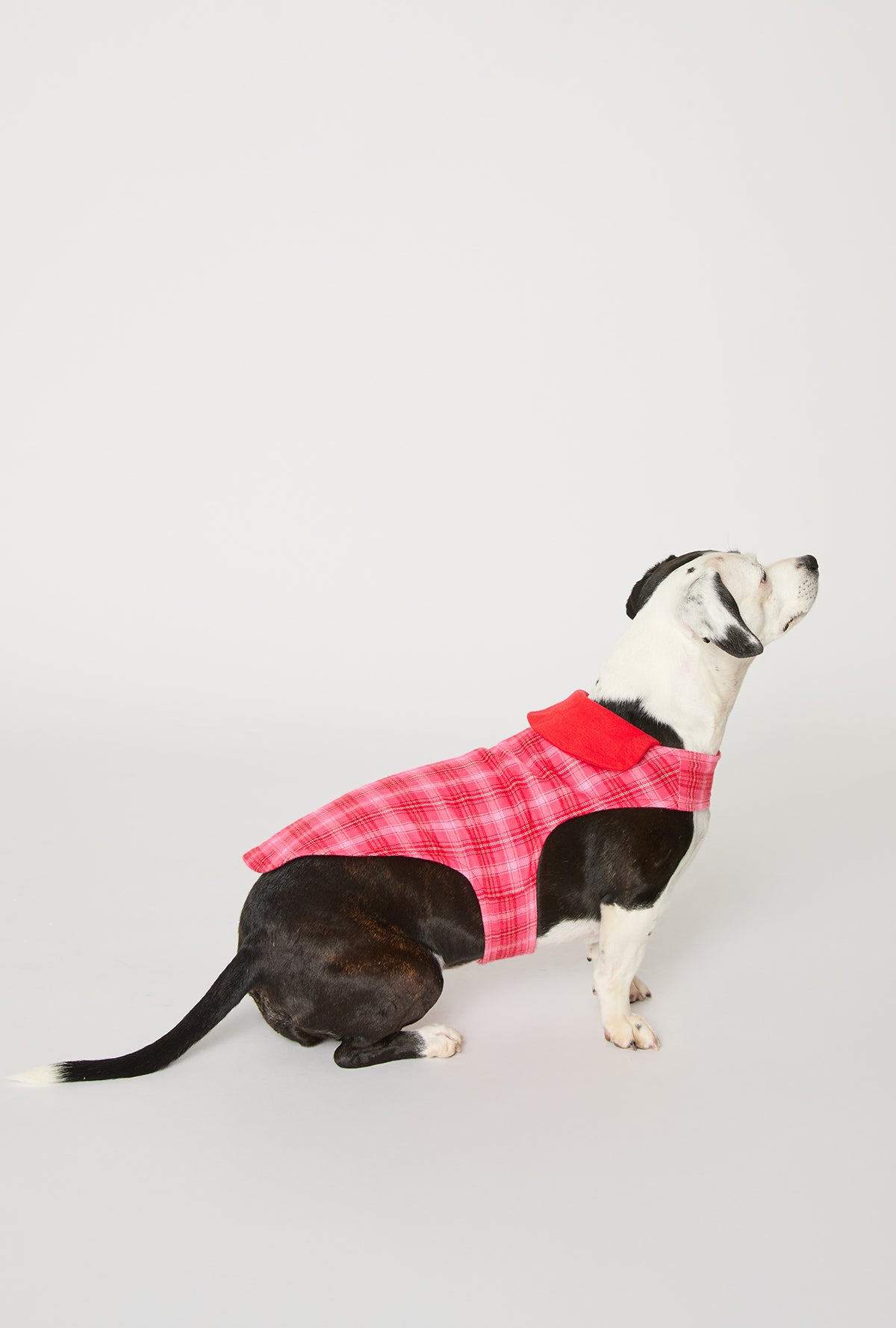 A dog wearing Wonderland Plaid Cotton Jersey Lined Woven Portuguese Flannel Dog Pajama