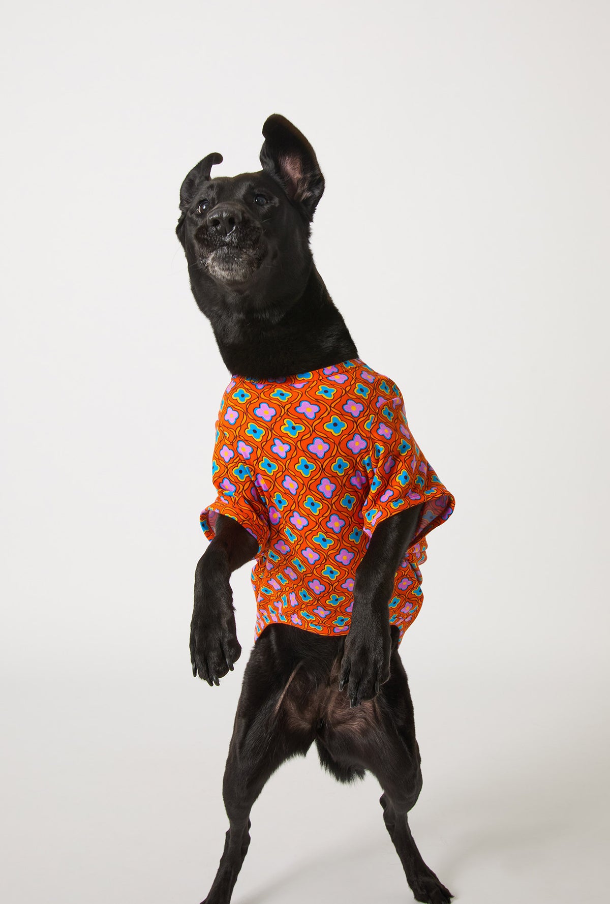 A dog wearing BedHead x Trina Turk Daisy Foulard Stretch Jersey Dog Pajama