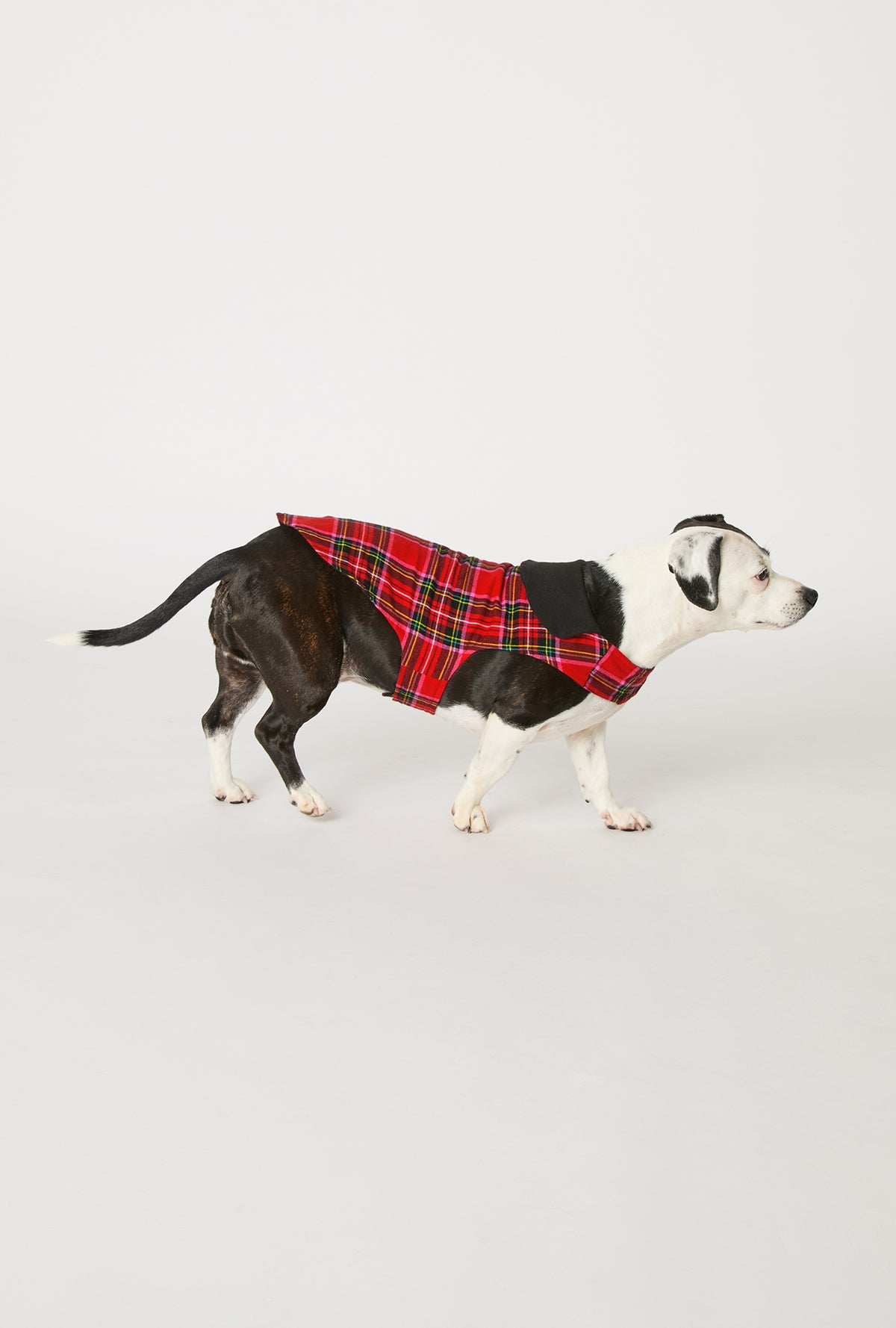 A dog wearing BedHead X Trina Turk Christmas Plaid Cotton Jersey Lined Woven Portuguese Flannel Dog Pajama