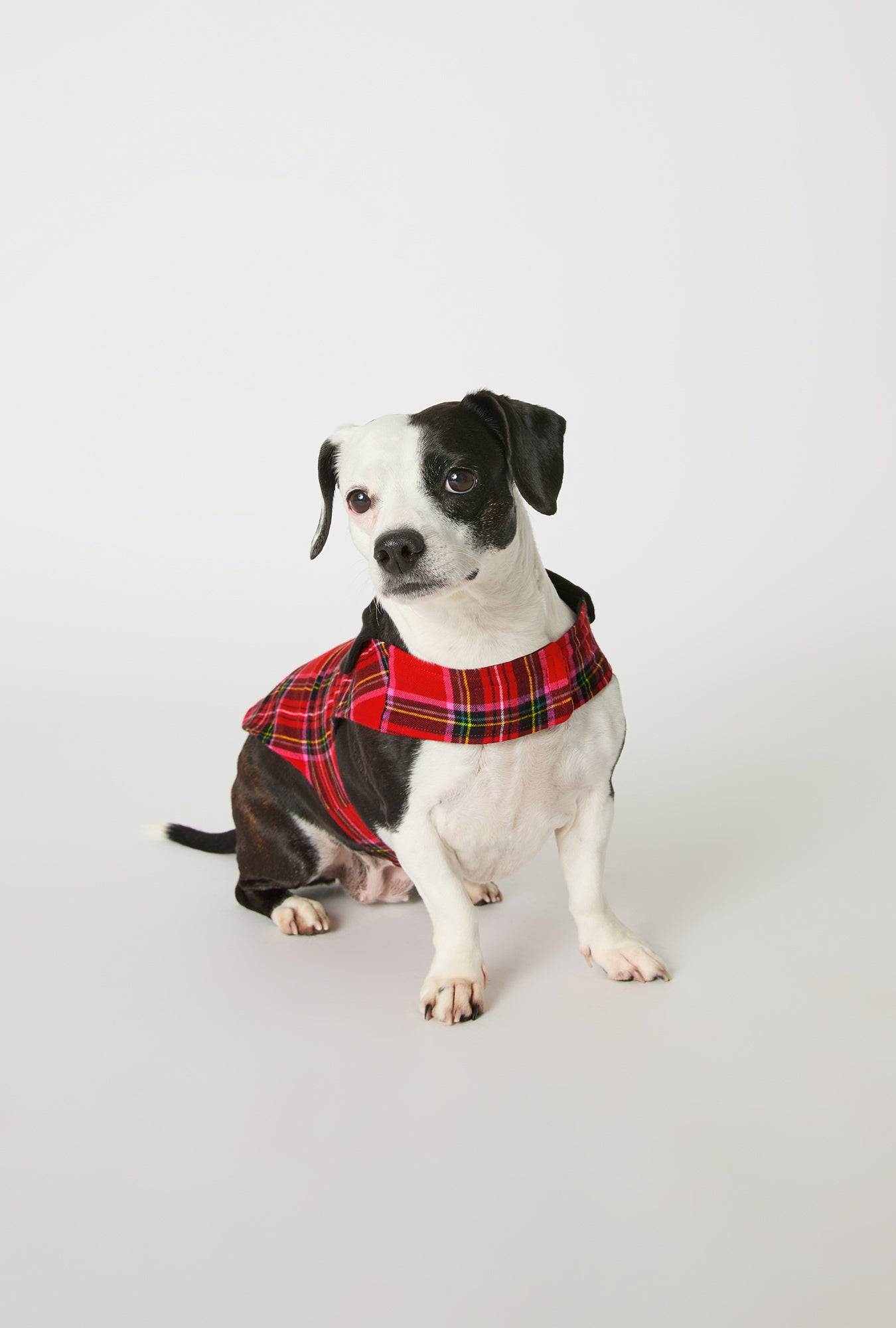 A dog wearing BedHead X Trina Turk Christmas Plaid Cotton Jersey Lined Woven Portuguese Flannel Dog Pajama