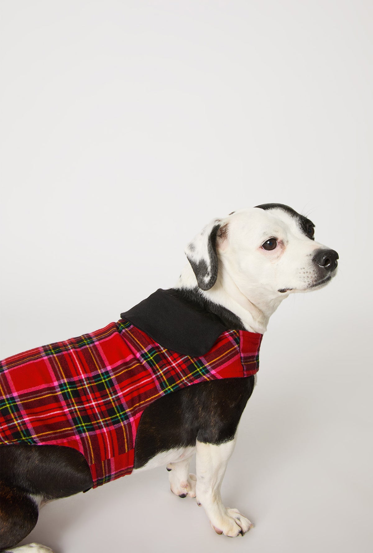 A dog wearing BedHead X Trina Turk Christmas Plaid Cotton Jersey Lined Woven Portuguese Flannel Dog Pajama