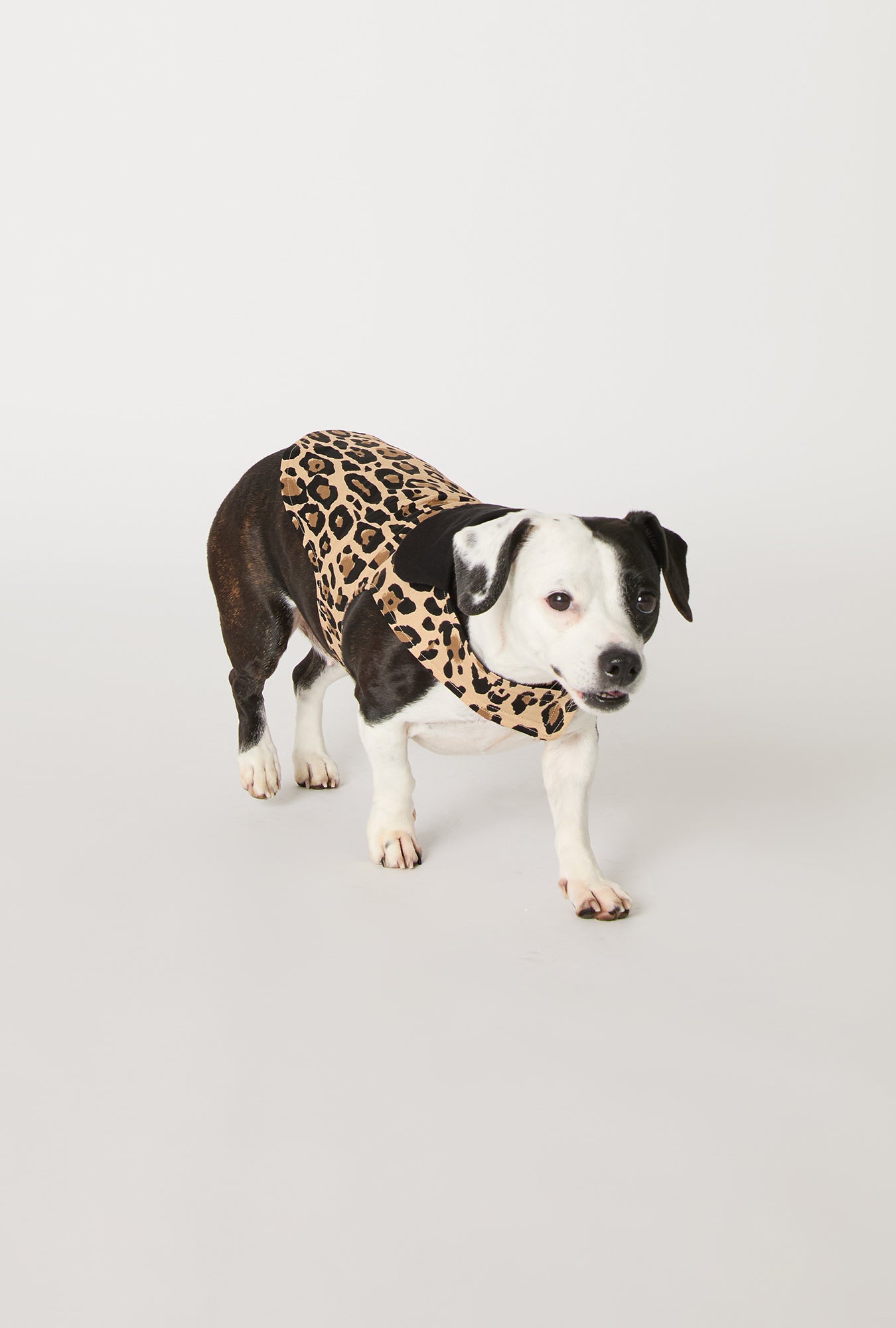 A dog wearing BedHead X Trina Turk Jaguar Stripe Cotton Jersey Lined Woven Cotton Poplin Dog Pajama
