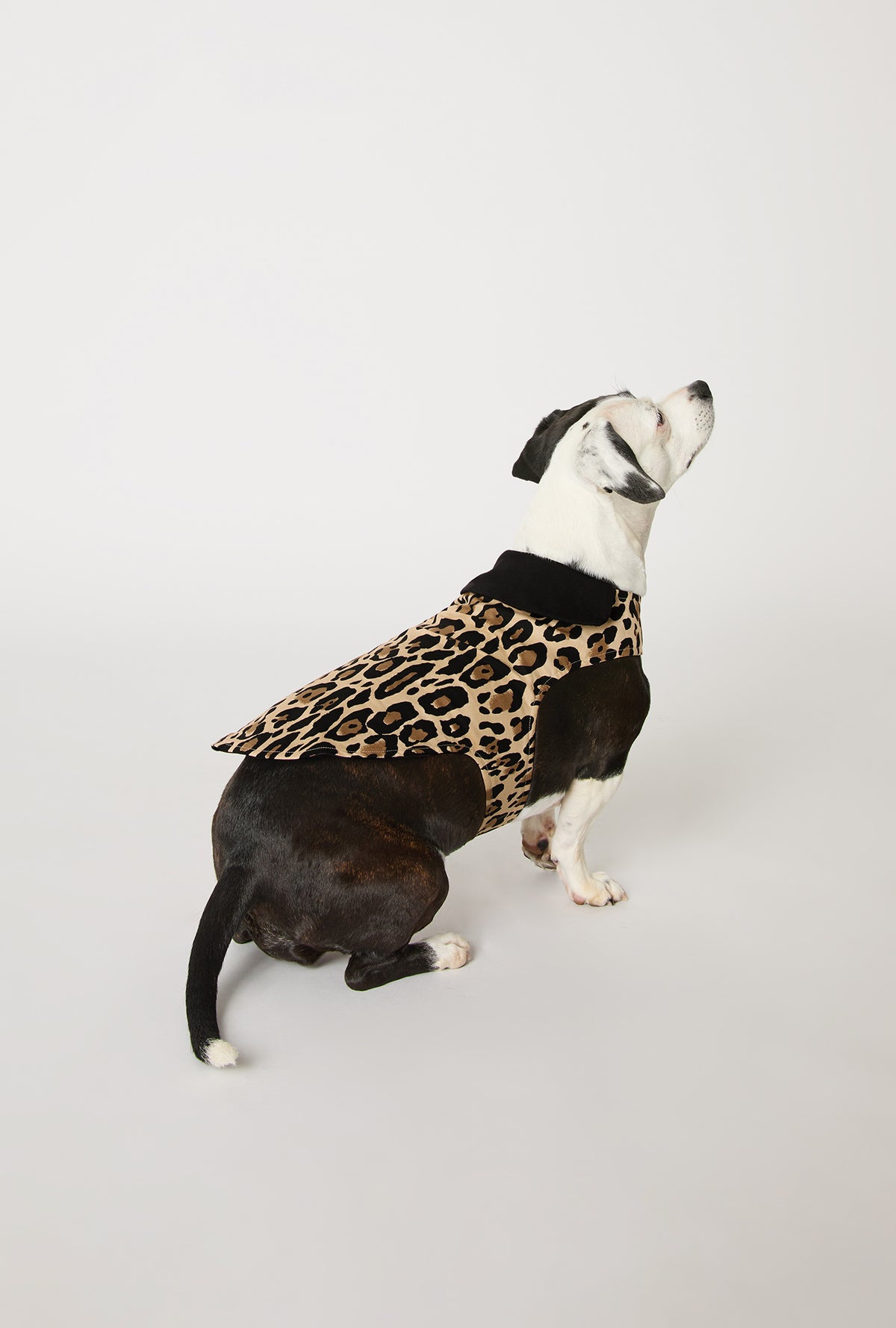 A dog wearing BedHead X Trina Turk Jaguar Stripe Cotton Jersey Lined Woven Cotton Poplin Dog Pajama