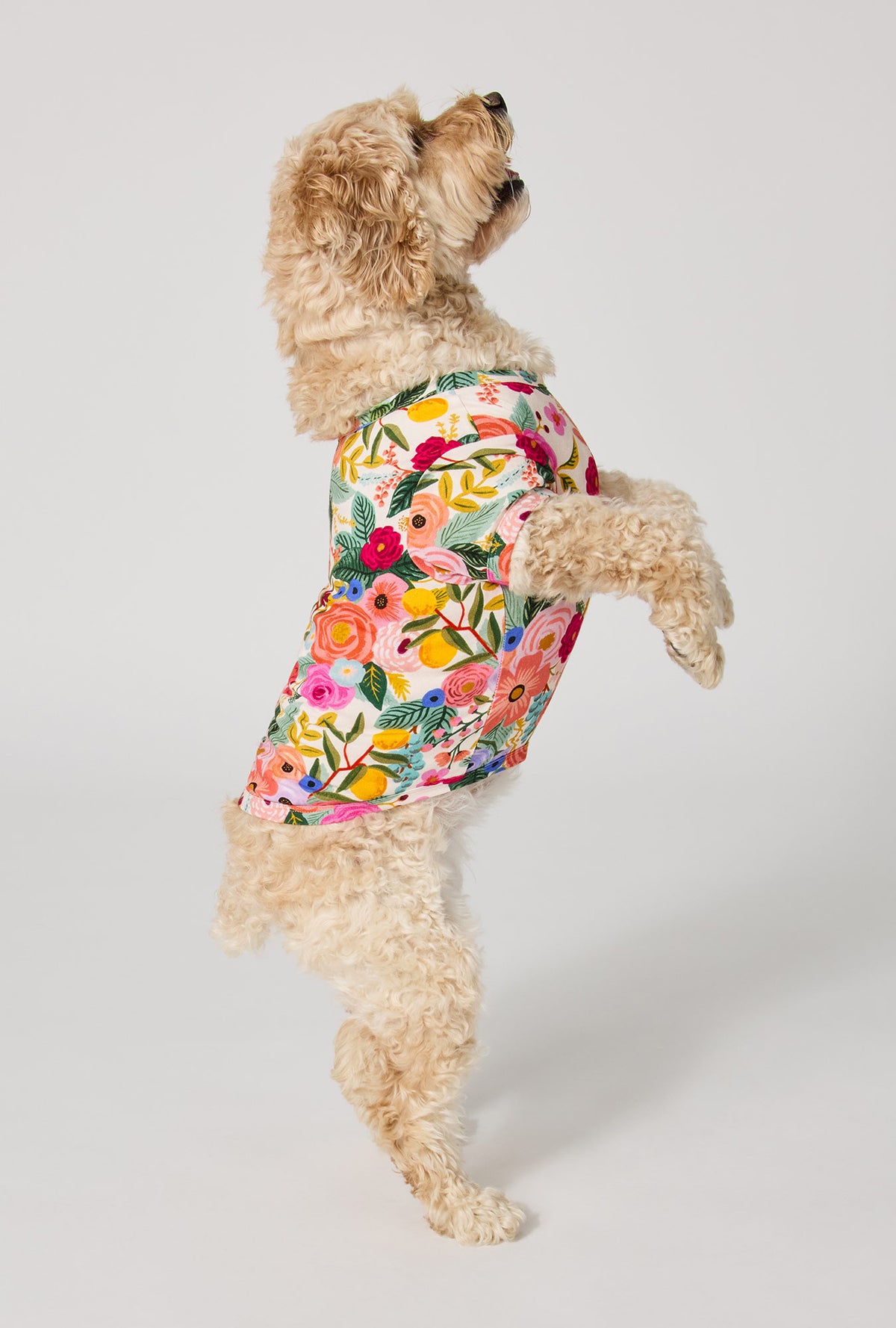 A Dog wearing Rifle Paper Co. x BedHead PJs Garden Party Stretch Jersey Dog Pajama side view