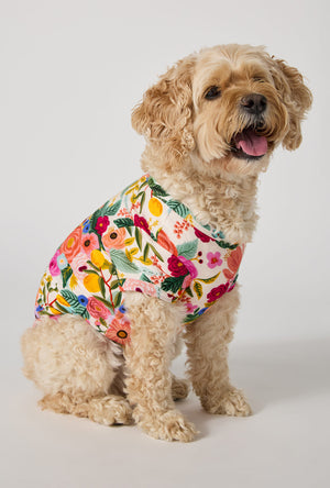 A Dog wearing Rifle Paper Co. x BedHead PJs Garden Party Stretch Jersey Dog Pajama